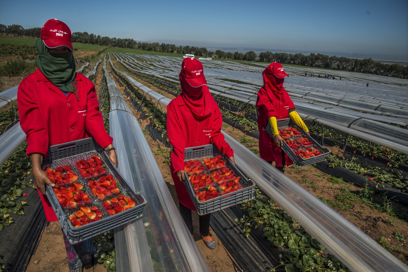 FMI : l’agriculture tire l’économie marocaine en 2026