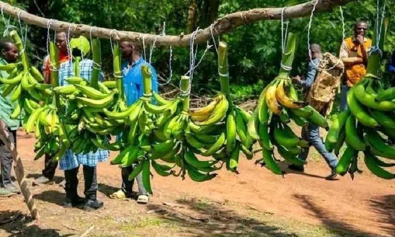 Le Burkina Faso effectue sa cinquième récolte de bananes plantains