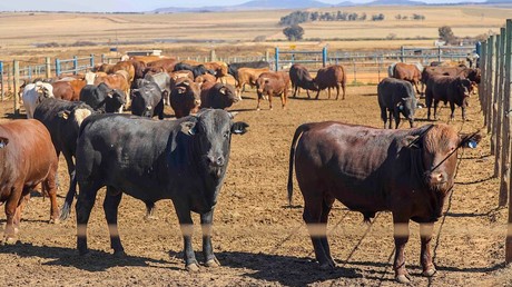 Afrique du Sud : un vaccin produit localement contre la fièvre aphteuse