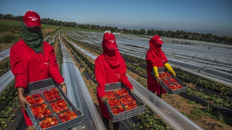 FMI : l’agriculture tire l’économie marocaine en 2026