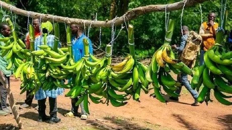 Le Burkina Faso effectue sa cinquième récolte de bananes plantains