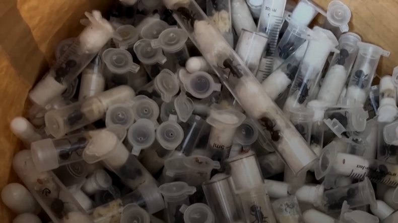 Kenya : un Chinois arrêté à l’aéroport avec plus de 2 200 fourmis vivantes