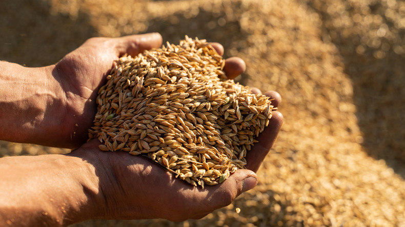 La Russie reprend ses exportations d’orge vers la Tunisie en 2026