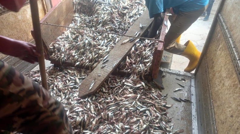 Sénégal : saisie de 400 tonnes de poissons juvéniles près de Dakar