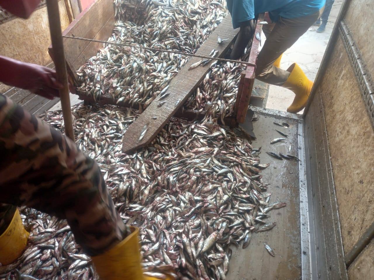 Sénégal : saisie de 400 tonnes de poissons juvéniles près de Dakar