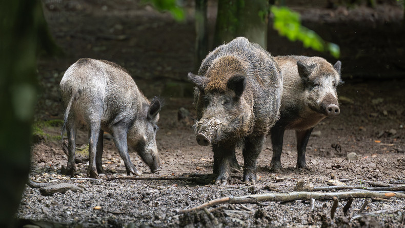 Pollution nucléaire en Allemagne : près de 3 000 sangliers radioactifs abattus en 2025