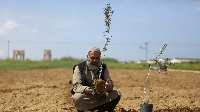 Gaza : l’olivier, symbole de la cause palestinienne, sous les bombes israéliennes