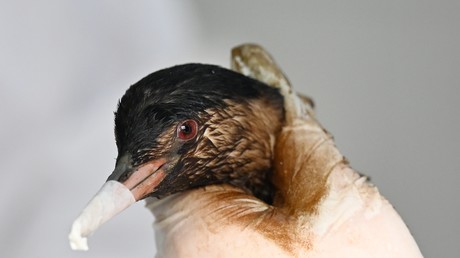 Mer Noire : plus de 200 oiseaux morts après une pollution causée par des attaques ukrainiennes