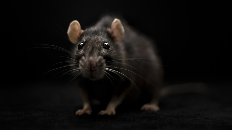Les hantavirus sont suspectés d’avoir causé trois décès sur un navire de croisière