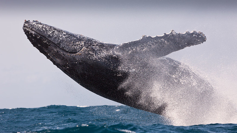 La guerre au Moyen-Orient, cause directe de l’augmentation du nombre de baleines percutées par des navires commerciaux