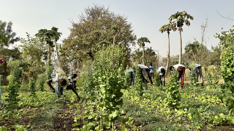 Burkina Faso : un programme agricole pour relancer les zones reconquises