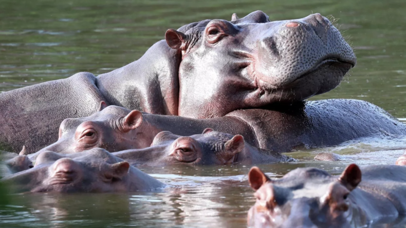 Le Zoo de Moscou lance une campagne pour sauver les hippopotames de Pablo Escobar menacés d’euthanasie en Colombie