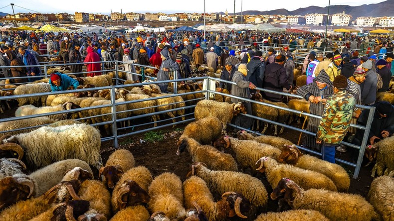 Maroc : Le sacrifice du mouton autorisé mais très onéreux pour l’Aïd al-Adha