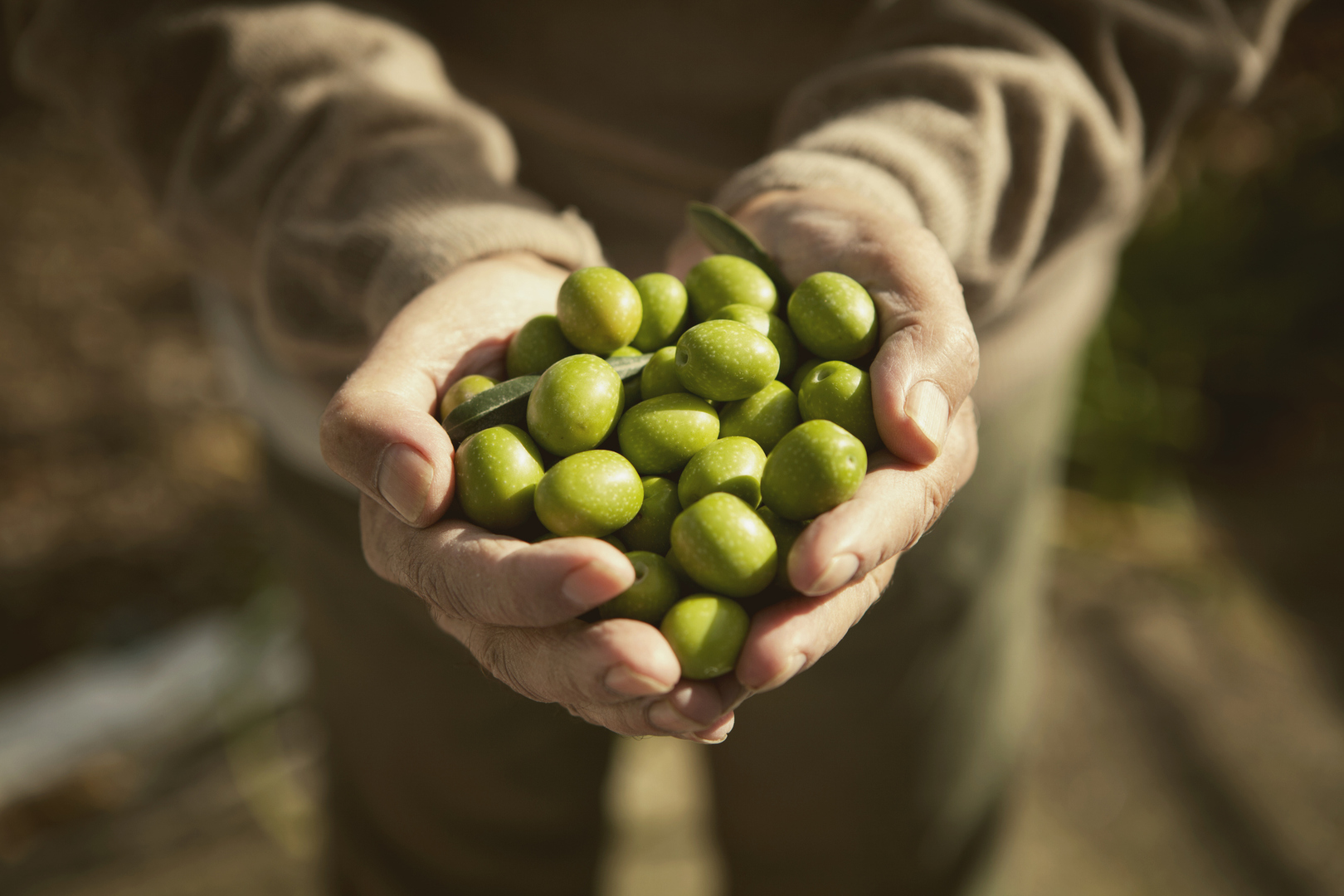 Les ingénieurs tunisiens à la rescousse du secteur de l’olive