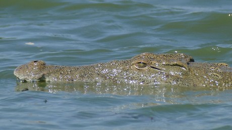 Un crocodile de cinq mètres dévore un hôtelier sud-africain