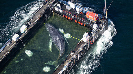 «Un fiasco» : la mission de sauvetage d’une baleine en Allemagne, chiffrée à 1,5 million d’euros, tourne au vinaigre