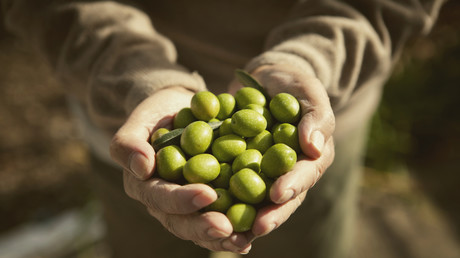 Les ingénieurs tunisiens à la rescousse du secteur de l’olive