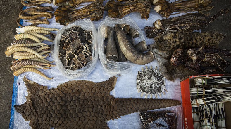 Afrique du Sud : quatre arrestations pour trafic de pangolin, une espèce menacée
