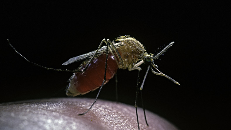 De la «propagande soviétique» aux archives du Pentagone : les États-Unis ont bien étudié les moustiques comme armes biologiques