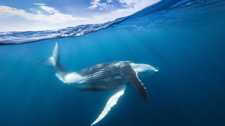 Une «nécropole de baleines» vieille de 5,3 millions d'années découverte à 7 000 mètres de profondeur