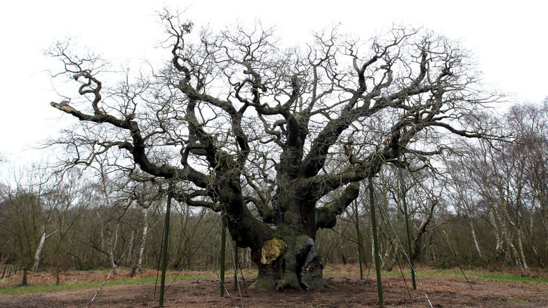Royaume-Uni : près de 1 200 ans d'histoire s'achèvent pour un chêne lié à Robin des Bois