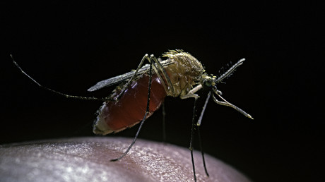 De la «propagande soviétique» aux archives du Pentagone : les États-Unis ont bien étudié les moustiques comme armes biologiques
