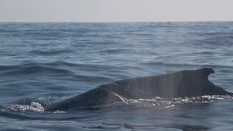 Russie : une baleine à bosse prise dans des cordages secourue au large de la région de Mourmansk