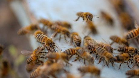 Texas : panique après l'accident d'un poids lourd transportant des ruches d'abeilles