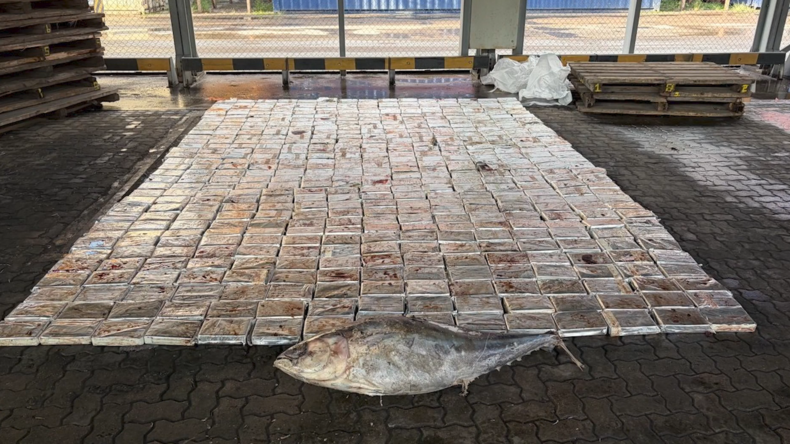 Une demi-tonne de cocaïne dissimulée dans des carcasses de thon découverte dans le port de Saint-Pétersbourg