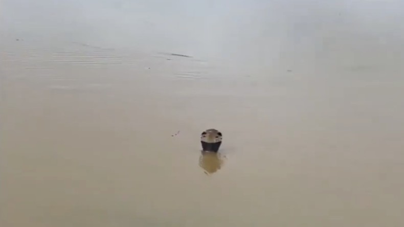 Chine : près de 900 serpents, dont des cobras, s’échappent de fermes d’élevage au Guangxi à cause des inondations