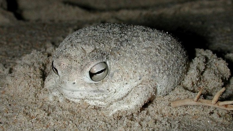 La grenouille pluviale du désert, star des réseaux sociaux, menacée d’extinction