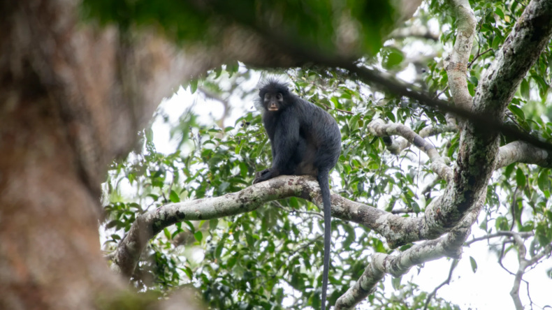 Une nouvelle espèce de singe découverte en République démocratique du Congo