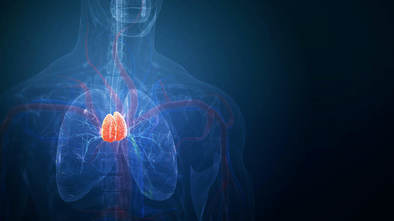 Le thymus pourrait-il devenir une arme contre le vieillissement ?