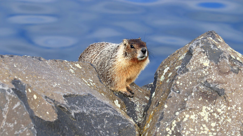 Des marmottes sur OnlyFans, ou la trouvaille insolite de scientifiques pour financer leurs recherches
