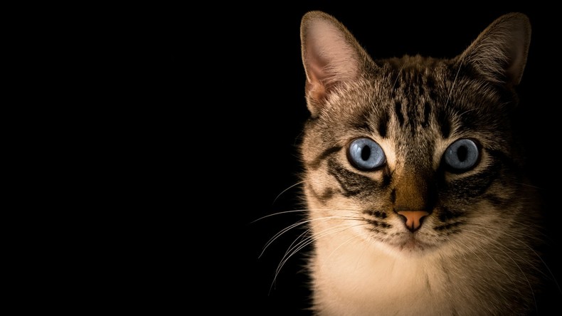 Italie : des chats transformés en «torches vivantes» pour propager des incendies en Calabre