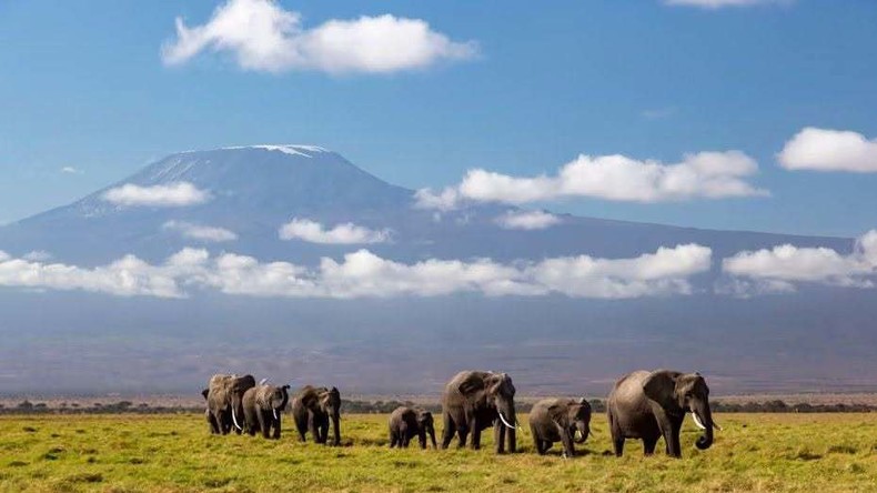 Kenya : enquête après la mort mystérieuse de 15 éléphants près du parc d’Amboseli
