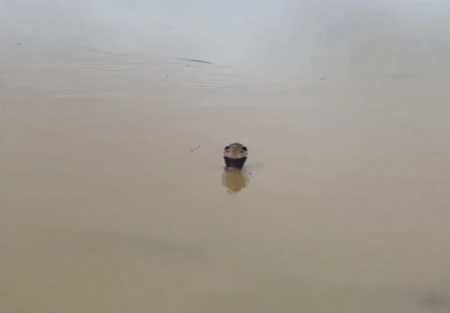 Chine : près de 900 serpents, dont des cobras, s’échappent de fermes d’élevage au Guangxi à cause des inondations