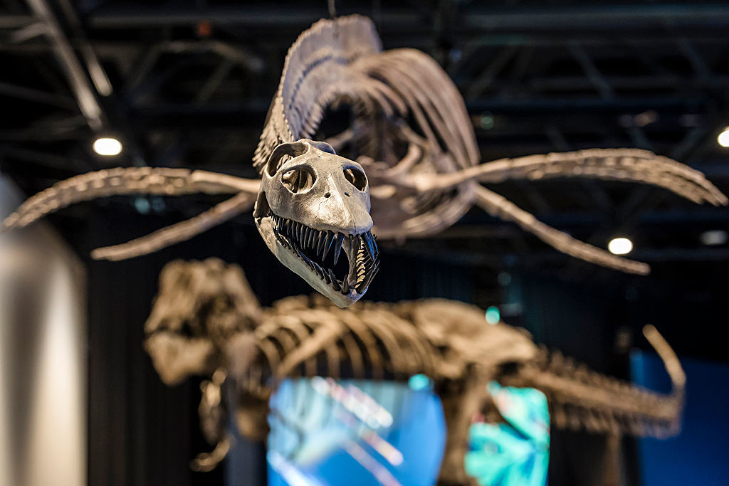 Les fossiles de dinosaures deviennent le nouvel investissement des ultra-riches
