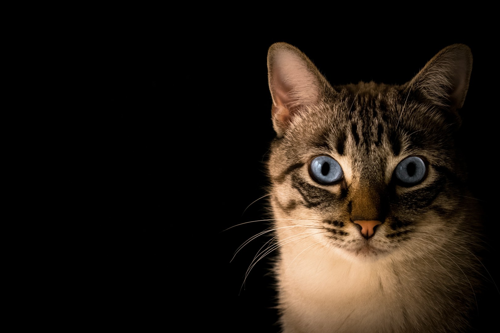 Italie : des chats transformés en «torches vivantes» pour propager des incendies en Calabre