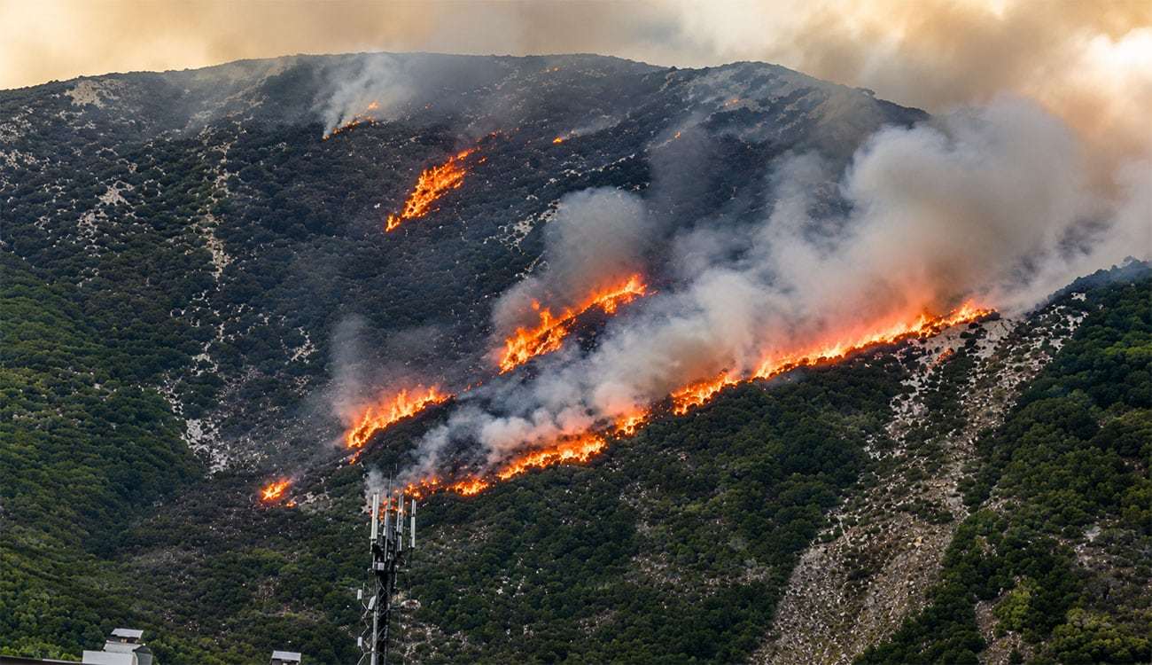 Incendies en Tunisie : près de 12 000 hectares de forêts détruits depuis le début de l’été