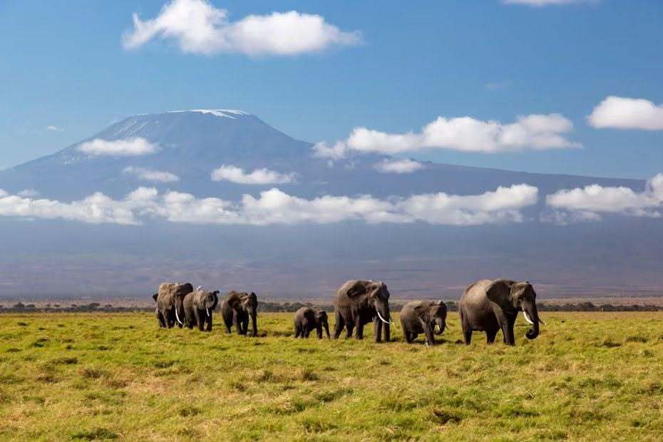 Kenya : enquête après la mort mystérieuse de 15 éléphants près du parc d’Amboseli