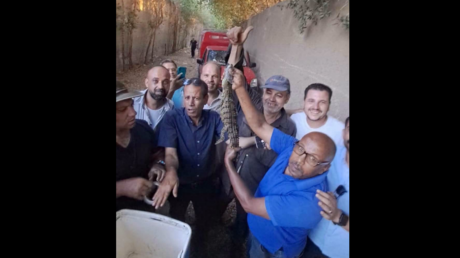 Égypte : des crocodiles retrouvés dans des canaux d’irrigation