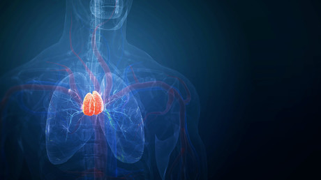 Le thymus pourrait-il devenir une arme contre le vieillissement ?