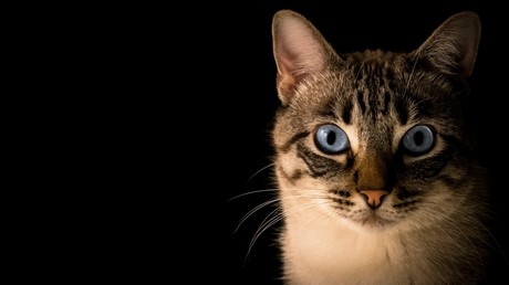 Italie : des chats transformés en «torches vivantes» pour propager des incendies en Calabre