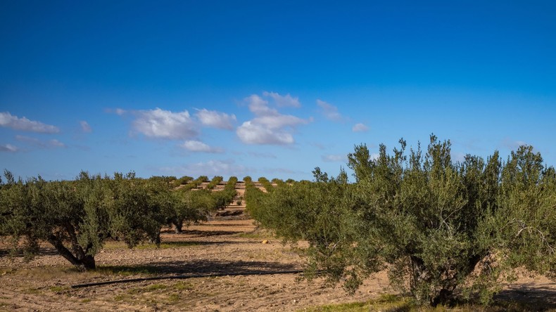 La Tunisie accélère ses exportations d’huile d’olive