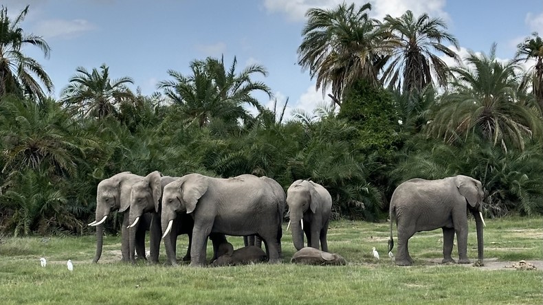 Quatre arrestations après la mort de 18 éléphants à Amboseli au Kenya