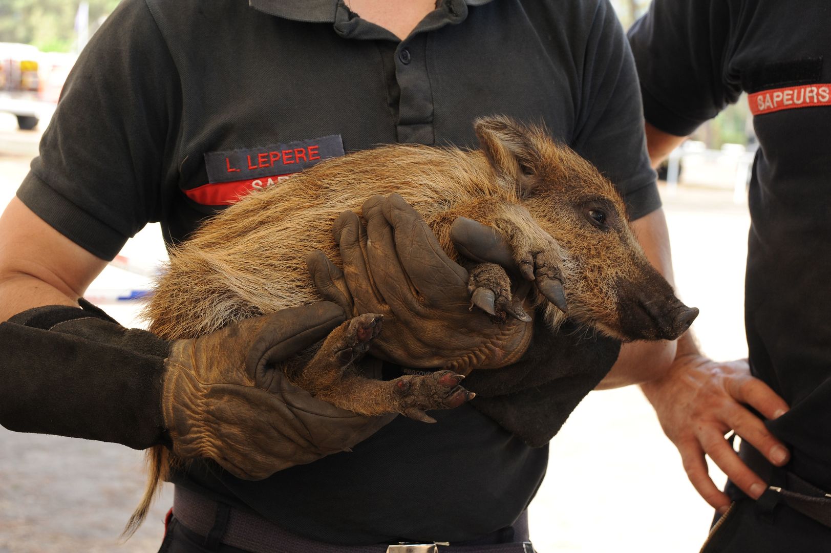 «La France brûle» : l’exécutif appelé à interdire la chasse pour «trois ans minimum» dans les massifs touchés par les incendies