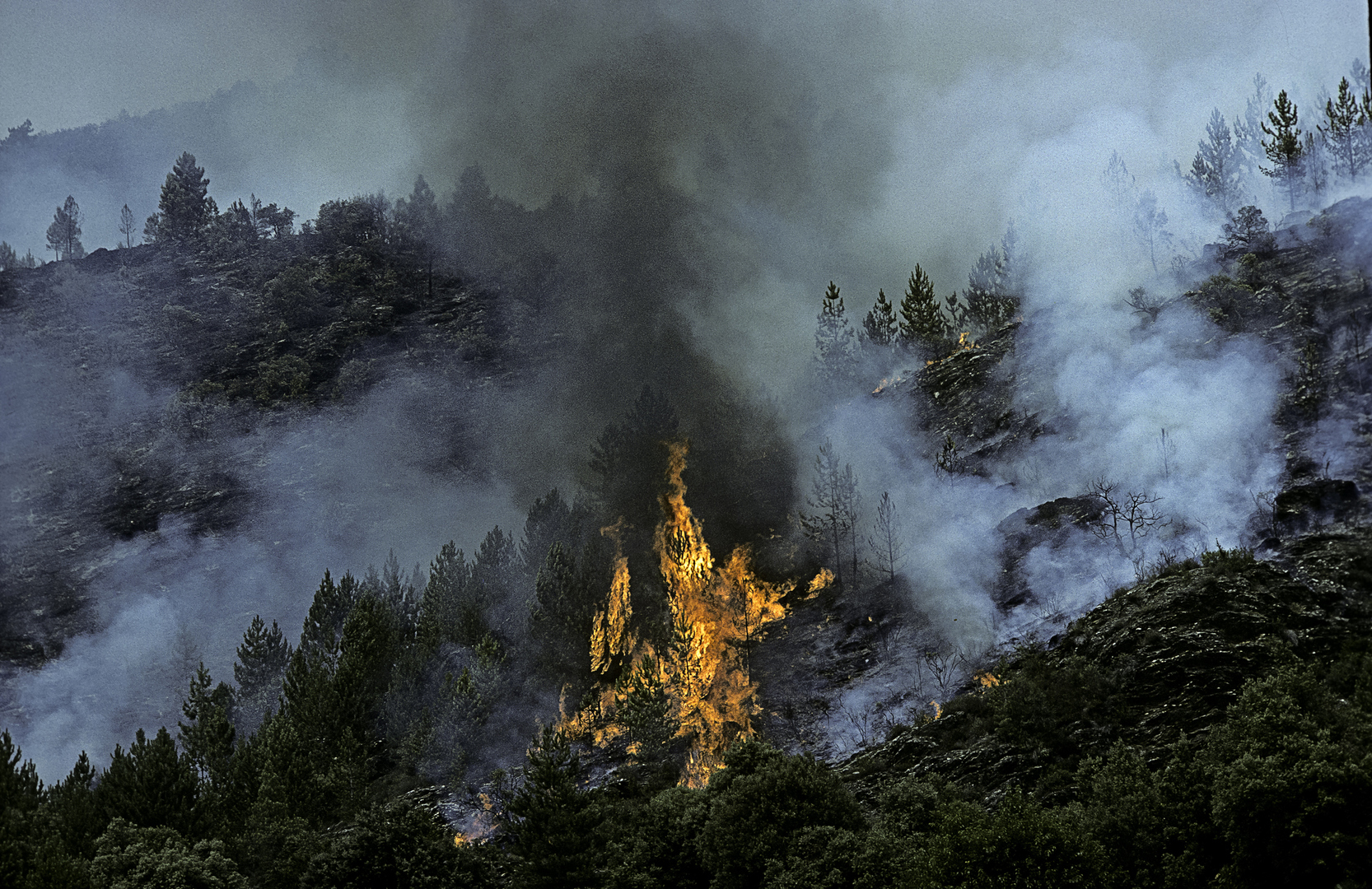 Incendies et canicules : l'Europe a déjà perdu 3,1 milliards d'euros