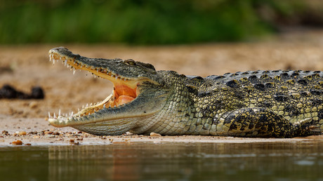 Prison de Ktziot : la justice israélienne gèle le projet de douves peuplées de crocodiles