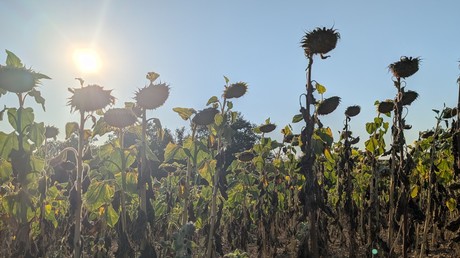 Sécheresse en France : le patron de la FNSEA appelle à soutenir les agriculteurs à hauteur de «plusieurs milliards d’euros»